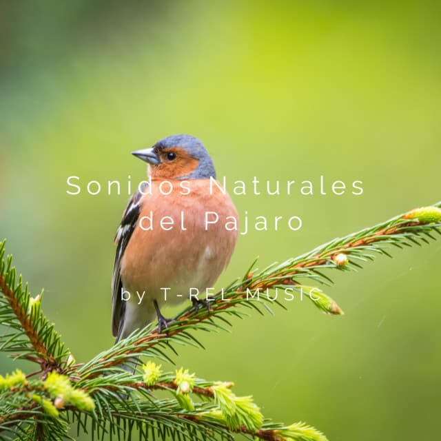 Sonidos Naturales del Pajaro
