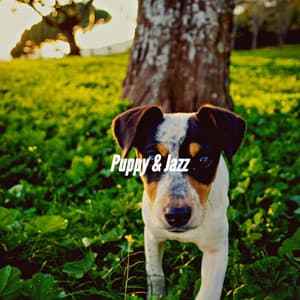 Puppy & Jazz - Calming Jazz For Dogs