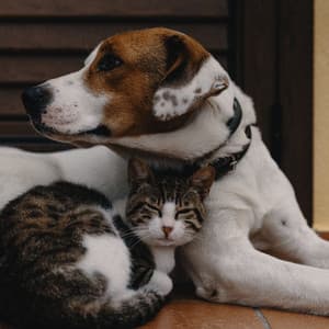 Happy Tails: Music for Pets' Souls - The Calm Music Crew