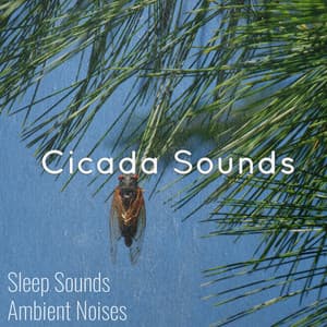 Cicada Sounds - Sleep Sounds Ambient Noises