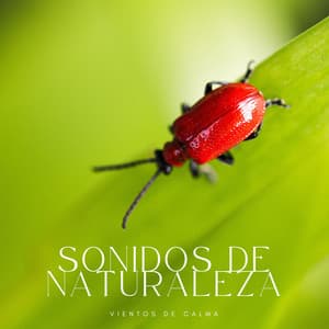Sonidos De Naturaleza: Vientos De Calma - Agua Mantra