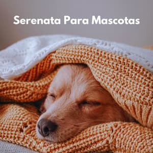 Serenata Para Mascotas: Meditación Con Sonidos De Piano Para Una Mascota Relajada - Piano clásico