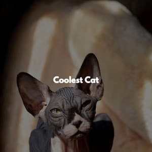 Coolest Cat - Fresh Jazz Cuts