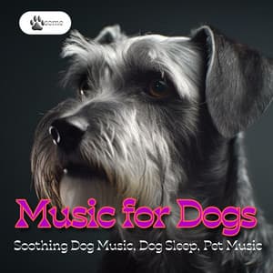 Music for Dogs: Soothing Dog Music, Dog Sleep, Pet Music - PAWsome