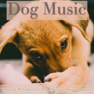 Dog Music: Tranquil Melodies for the Ultimate Dog Relaxation - Dog Sleep Dreams