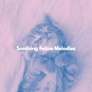 Soothing Feline Melodies - Música Animada para Cafeterías