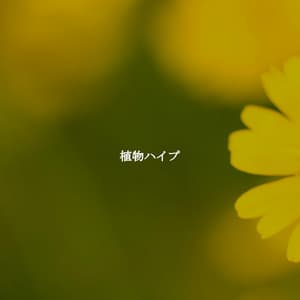植物ハイプ - Work from Home