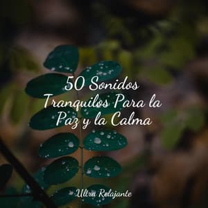 50 Sonidos Tranquilos Para la Paz y la Calma - Meditación Guiada