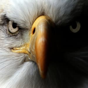 Eagle Bone Whistle - Deep Sleep