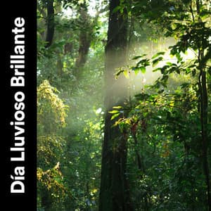 Día Lluvioso Brillante - Ruido de Lluvia