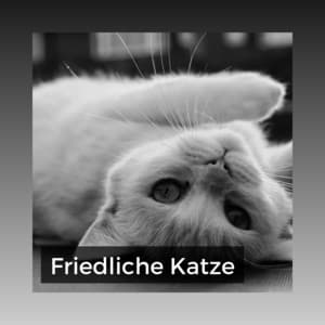 Friedliche Katze - Katzenmusik