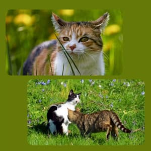 Wicked Ambiance for Nocturnal Cats - Cat Music Studio