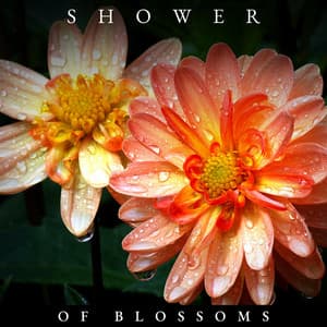 Shower of Blossoms - A Sudden Rainstorm
