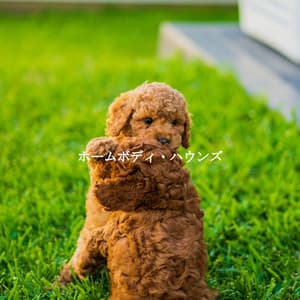 ホームボディ・ハウンズ - Coffeehouse Lounge