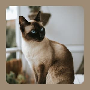 Majestic Music for Unwinding Kittens - Jazz Quintet - Cat Music Relaxation