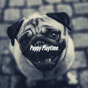 Puppy Playtime - Musica para Perros