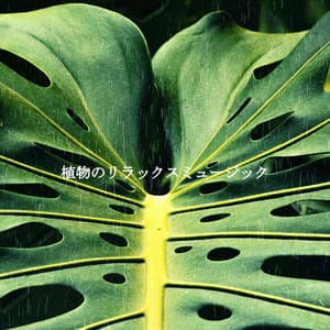 植物のリラックスミュージック - Calm Music for Focus