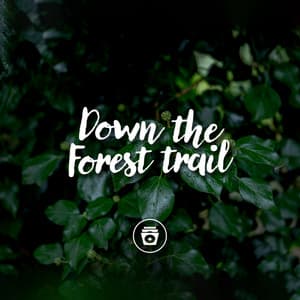 Down The Forest Trail - ASMR Rain Sounds