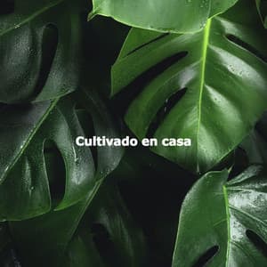 Cultivado en casa - Jazz Elegante para Hoteles