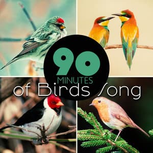 90 Minutes of Birds Song - Natural Sounds Music Academy