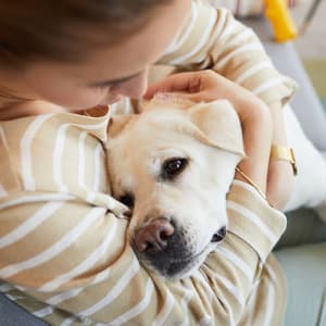 Canine Serenity with Lofi: Melodic Dog Comfort - LoFi Jazz