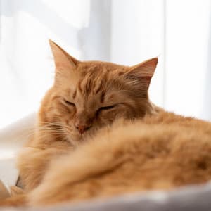 Catnap Serenity: Piano Rain's Peaceful Purr - Kitten Music