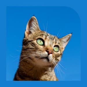 Music for Sleepy Kitten - Majestic Trumpet and Alto Sax - Cat Total Relax