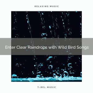! ! ! ! ! ! Enter Clear Raindrops with Wild Bird Songs - Ambient Rain