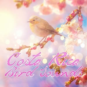 Costa Rica Bird Sounds – Healing Bird Calls, Relaxation & Meditation, Deep Sleep, Massage, Spa, Yoga, Study & Concentration, Baby Lullaby, Natural White Noise, Relaxing Sounds of the Forest - Bird Song Group
