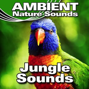 Jungle Sounds - Ambient Nature Sounds
