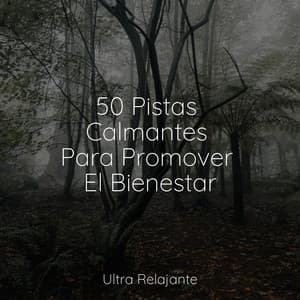 50 Pistas Calmantes Para Promover El Bienestar - Sonido de lluvia