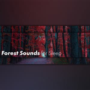Forest Sounds for Sleep: Relaxing Nature Music, Bedtime Music, Peace and Harmony - Zen Forest Collection