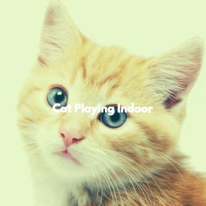 Cat Playing Indoor - Work from Home Classics