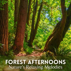 Forest Afternoons: Nature's Relaxing Melodies - Next Nature