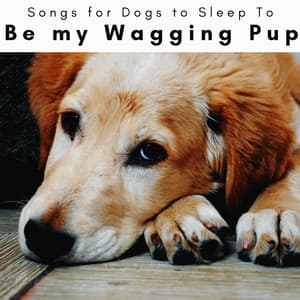 4 Paws: Be my Wagging Pup - Songs for Dogs to Sleep To