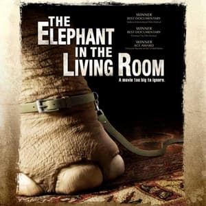 The Elephant in the Living Room - David Russo