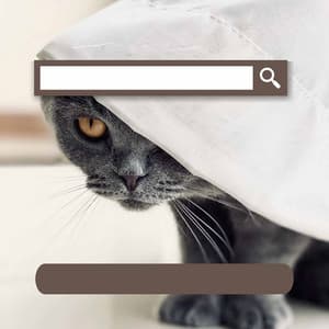 Calm Cat - Calm Cat Music