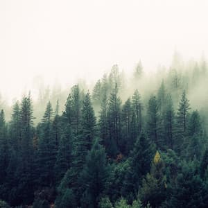 Tropical Melodies for Spa - Academia de Música con Sonidos de la Naturaleza