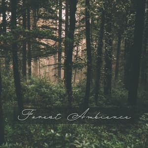 Forest Ambience: Nature Ambient Sounds of Forest, Rain, Birds, Relaxing Music - Forest Hills Music Universe
