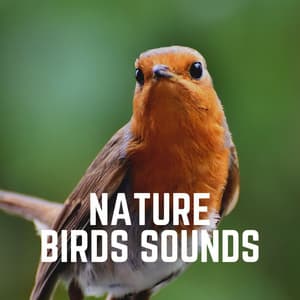 Nature Birds Sounds - Bird Sounds