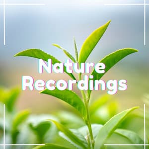 Nature's Lullaby - Natural Sample Makers