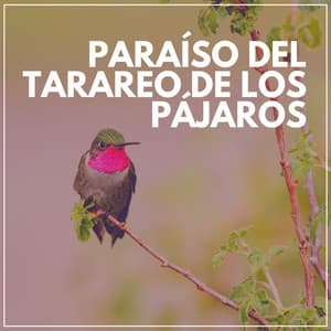 Paraíso del Tarareo de los Pájaros - Pájaros del Bosque