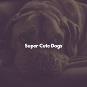 Super Cute Dogs - Early Morning Chill Out Playlist