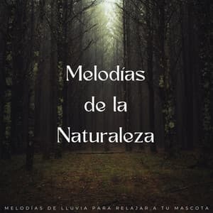 Melodías De La Naturaleza: Melodías De Lluvia Para Relajar A Tu Mascota - Lluvia en España