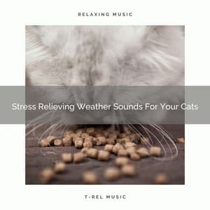 Stress Relieving Weather Sounds For Your Cats - Pets Relax