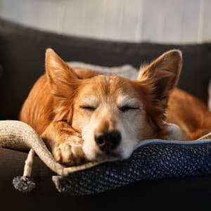 Orquesta Para Mascotas: Conjunto Musical Calmante - Jason Humphries