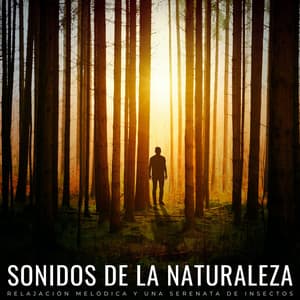 Sonidos De La Naturaleza: Relajación Melódica Y Una Serenata De Insectos - Naturaleza de Suecia