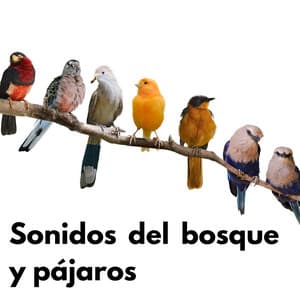 Sonidos del bosque y pájaros - Sonidos De La Selva