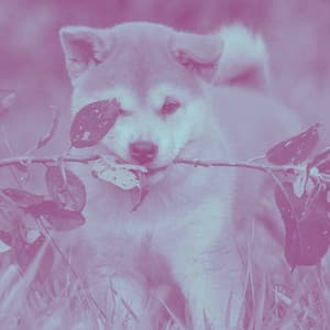 Background Music for Jazzy Chill Dogs - Relaxing Music for Dogs