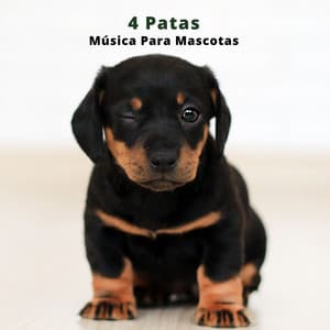 4 Patas: Música Para Mascotas - Biblioteca de Música Para Mascotas